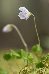 Image showing Fragile flower on a mossy forest ground