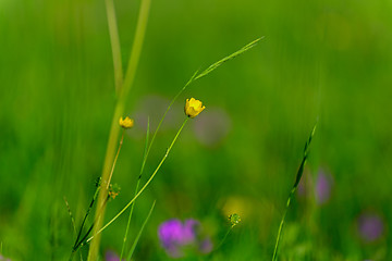 Image showing Flower of the Buttercup acrid