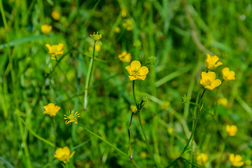 Image showing Flower of the Buttercup acrid