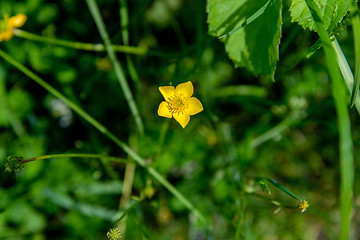 Image showing Flower of the Buttercup acrid
