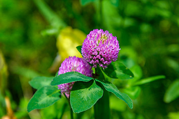 Image showing The clover flower