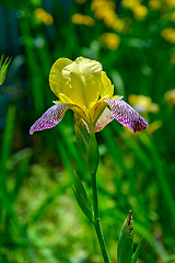 Image showing The iris flower