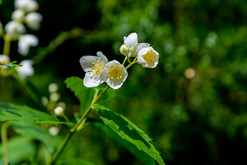 Image showing The jasmine flowers