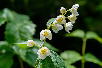 Image showing The jasmine flowers