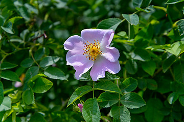 Image showing The Rosehip flower