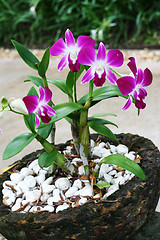 Image showing Orchids