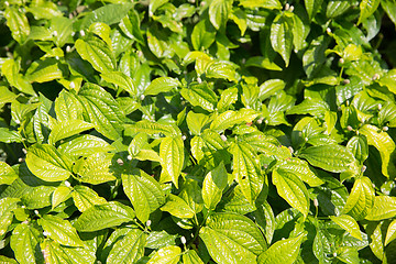 Image showing green plants on Sri Lanka