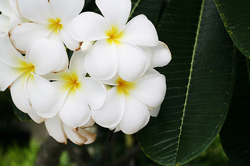 Image showing Frangipani