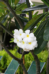 Image showing Frangipani