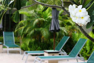 Image showing Resort flowers