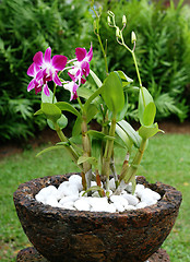 Image showing Orchids