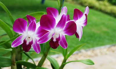 Image showing Orchids