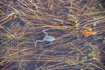 Image showing Frog in swamp