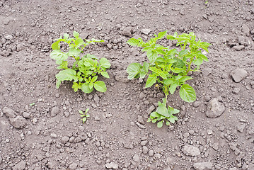 Image showing potato plants in the garden