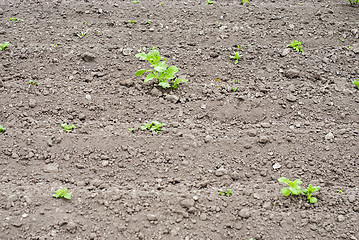 Image showing potato plants in the garden