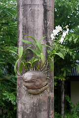 Image showing Orchid