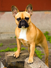 Image showing French Bulldog Pure Breed Canine Dog Animal Frenchie