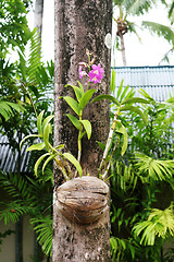 Image showing Orchid