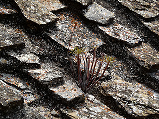 Image showing Wild Flower