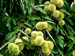 Image showing Chestnut Tree