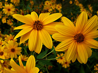 Image showing Yellow FLowers