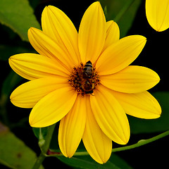 Image showing Yellow FLowers