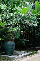 Image showing Tropical garden