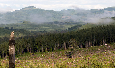 Image showing Foggy Mountain Clearcut Logging Effect Tree Stumps Deforestation