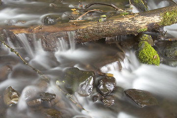 Image showing Green Mossy Ferns Grow Rocks Water Flowing River Stream