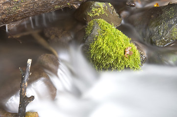 Image showing Green Mossy Ferns Grow Rocks Water Flowing River Stream