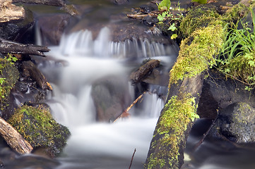 Image showing Green Mossy Ferns Grow Rocks Water Flowing River Stream