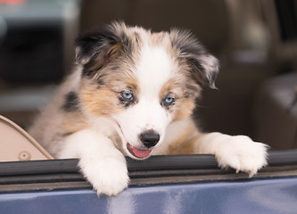 Image showing Purebred Australian Shepherd Puppy Leans Out Car Window