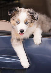 Image showing Purebred Australian Shepherd Puppy Leans Out Car Window