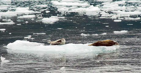 Image showing Wild Seal Lions Iceburg Aialik Bay Kenai Fjords Alaska