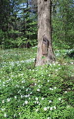 Image showing  wood anemone White flowers Spring primroses 