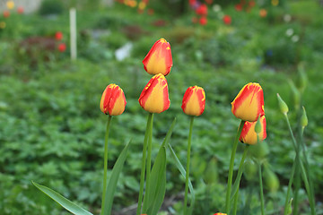 Image showing  Flowers  red yellow tulips