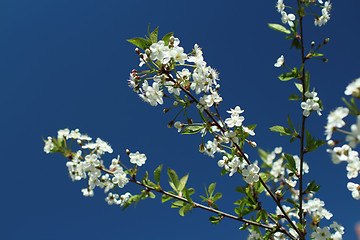 Image showing  White flowers on sakura branches