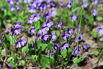 Image showing  Forest violets spring primrose