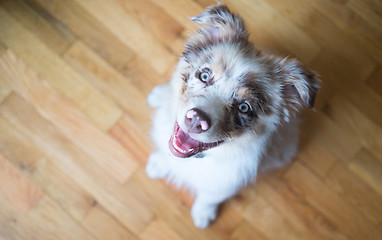 Image showing Purebred Australian Shepherd Puppy Stands Looking Up