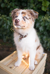Image showing Purebred Australian Shepherd Puppy Stands on Wooden Crate