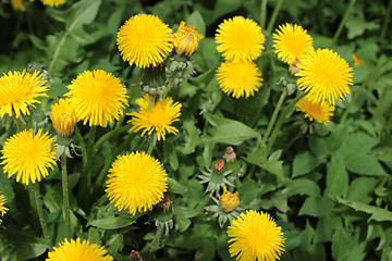 Image showing  yellow flowers dandelion on green background