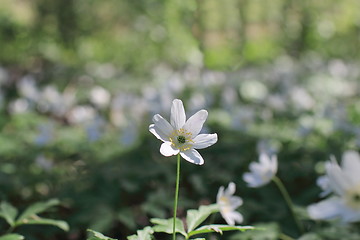 Image showing  pure white flowers wood anemone