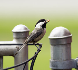 Image showing Black-capped Chickadee Bird Perched Fence Taking Food To Young