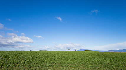 Image showing Meadows in Tasmania, Australia
