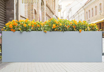 Image showing Large flower pot with flowers