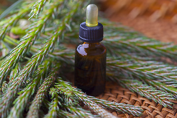 Image showing pine tree massage oil