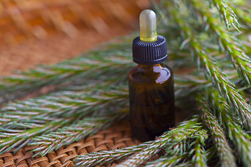 Image showing pine tree massage oil