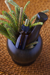 Image showing pine tree massage oil