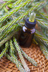 Image showing pine tree massage oil