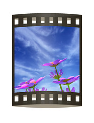 Image showing Beautiful Cosmos Flower against the sky. 3D illustration.. The f